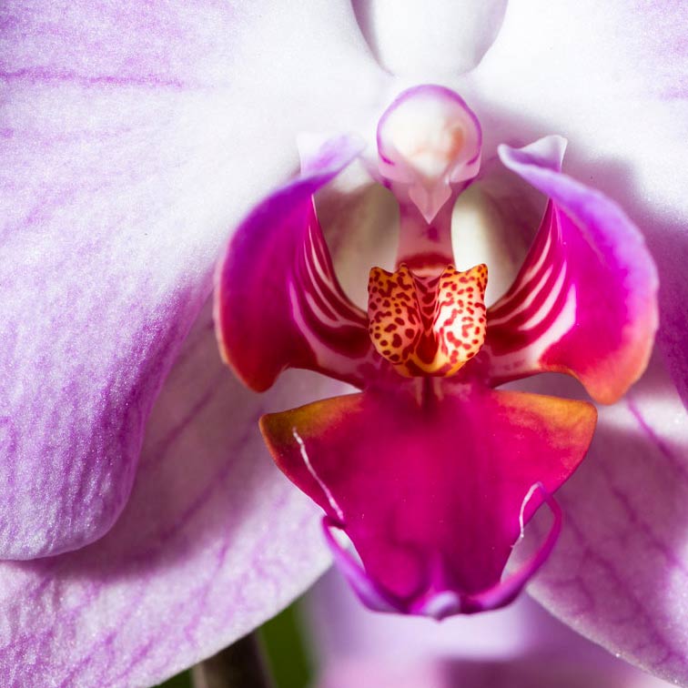 Master Internazionale di Ginecologia Estetica e Funzionale Sexual Wellbeing